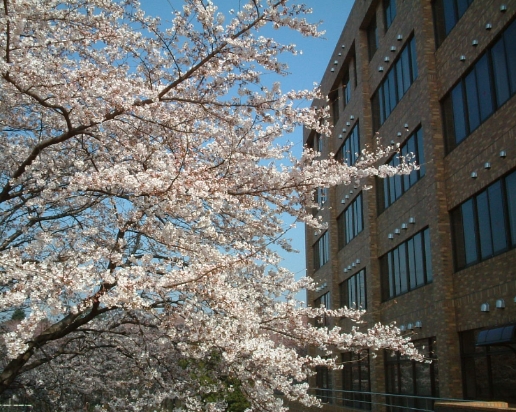 十文字学園 さくら
